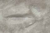 Fossil Bird Tracks - Green River Formation, Utah #106126-7